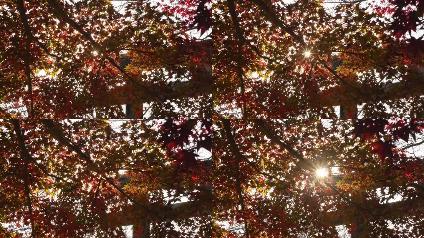 日本秋日阳光明媚，鸟居门上鲜红的橙色枫叶在树枝上微微晃动