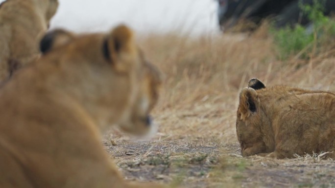 一群狮子在非洲国家保护区的草原上散步