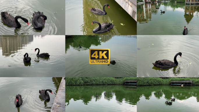 黑天鹅 觅食 湿地公园 湖中天鹅 4K