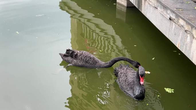 黑天鹅 觅食 湿地公园 湖中天鹅 4K