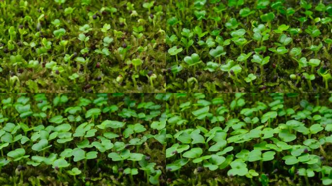 植物生长 微生物生长过程