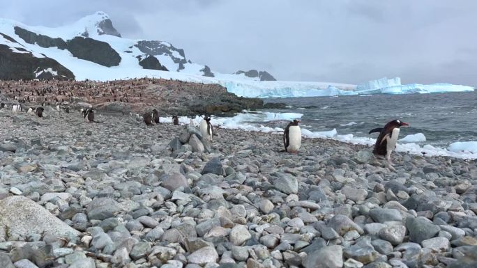 亚南极企鹅在南极的海洋和岩石海滩上。