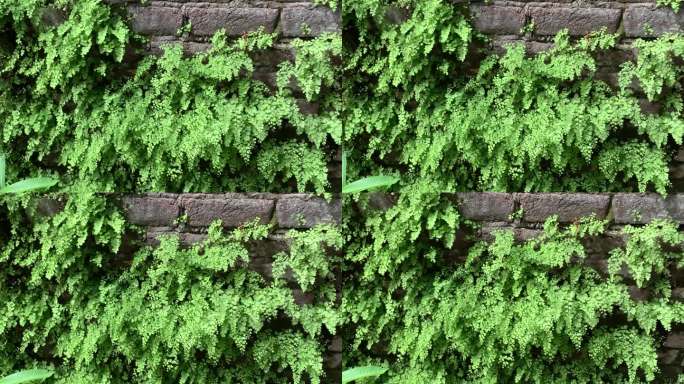 绿色的墙壁上长满了苔藓植物，砖墙上有绿叶随风摇曳的纹理，近距离观看长满青苔的老墙壁。