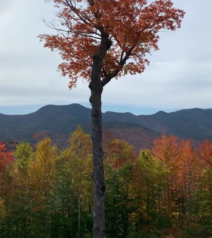 孤独站立的树-在白山国家森林，坎卡马格斯高速公路，新罕布什尔州的叶子季节