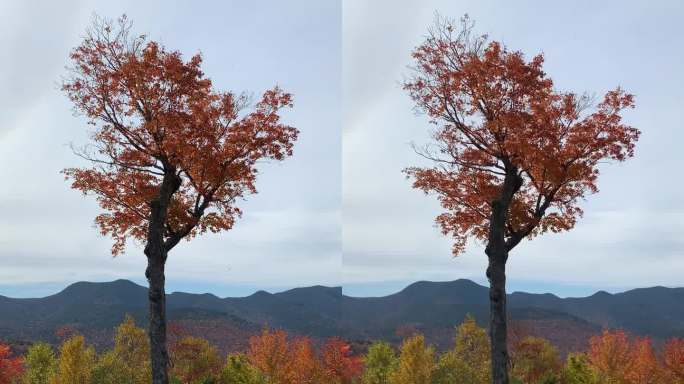 孤独站立的树-在白山国家森林，坎卡马格斯高速公路，新罕布什尔州的叶子季节