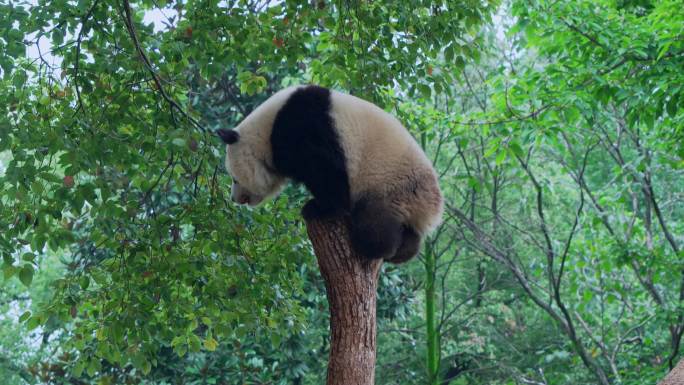 熊猫渝爱爬树金鸡独立