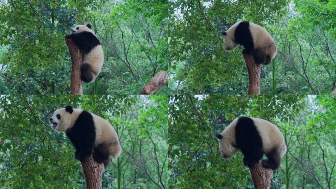熊猫渝爱爬树金鸡独立