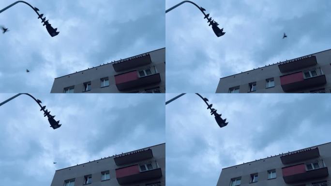 灯上的鸽子和公寓楼