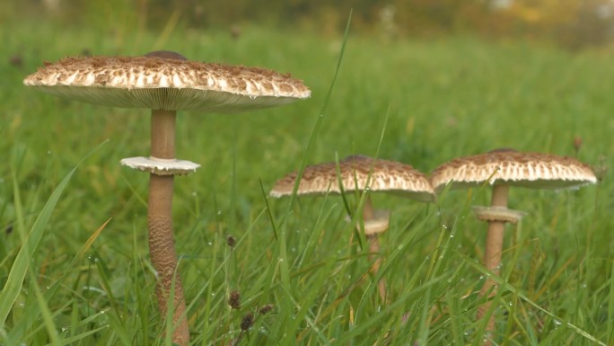 特写，DOF:秋雨过后，草地上生长着三片阳伞菇