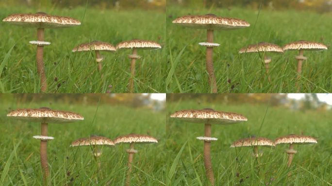 特写，DOF:秋雨过后，草地上生长着三片阳伞菇