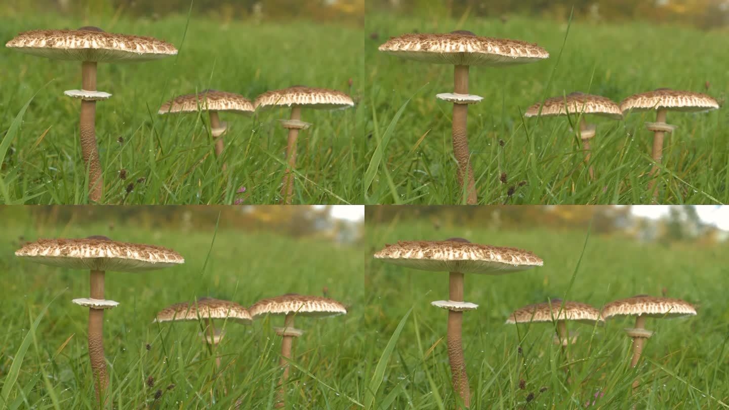 特写，DOF:秋雨过后，草地上生长着三片阳伞菇