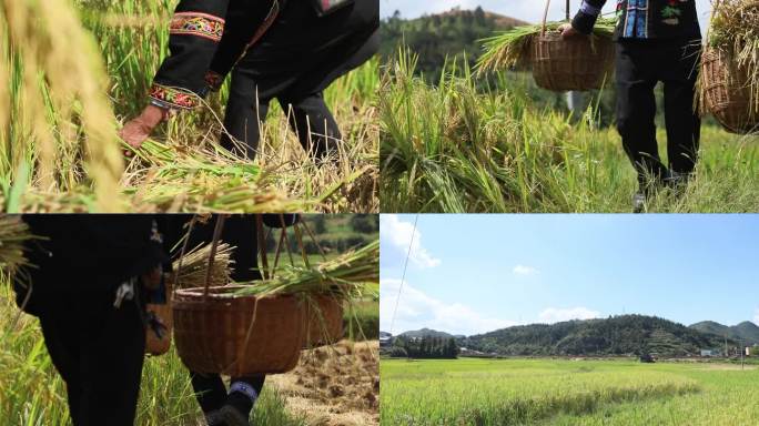 农民稻田收割稻谷挑稻谷
