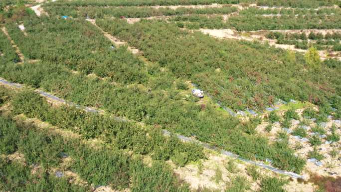 静宁苹果种植基地苹果特写宣传片4K素材