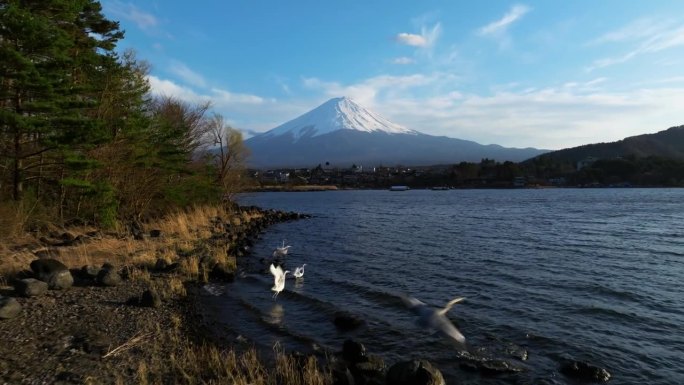 飞鸟在标志性的富士山前飞翔