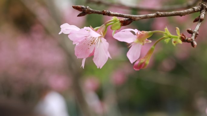 0C9A9779桃花 杏花 樱花