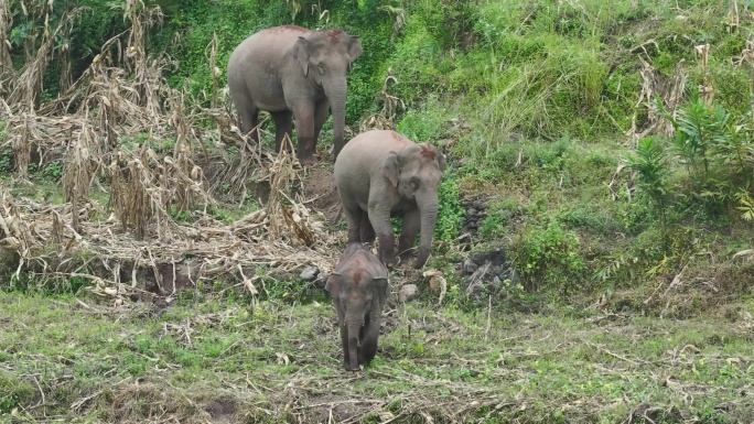 野生亚洲象实拍