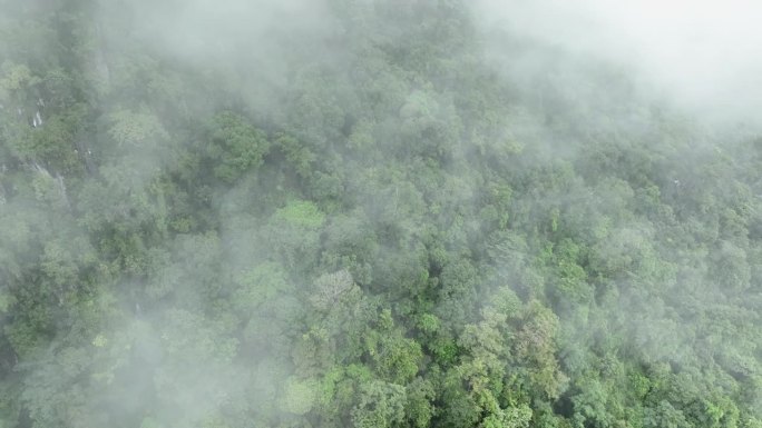 热带雨林可以从大气中吸收大量的二氧化碳。