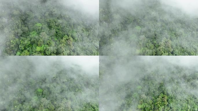 热带雨林可以从大气中吸收大量的二氧化碳。