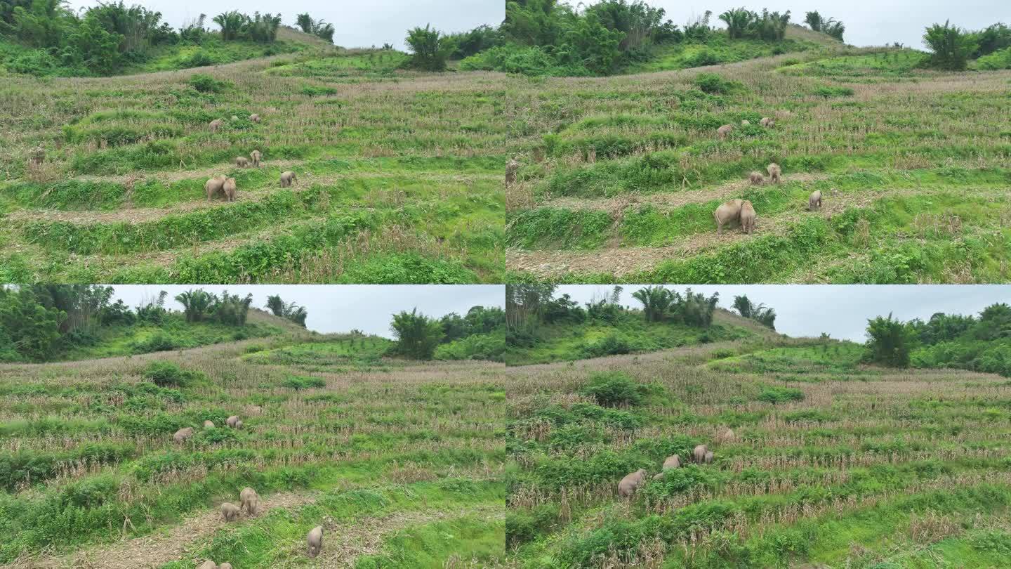 实拍成群野生亚洲象