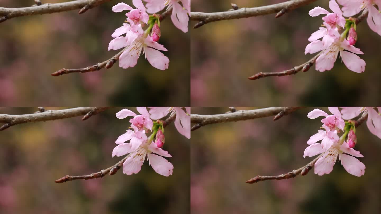 0C9A9770桃花 杏花 樱花