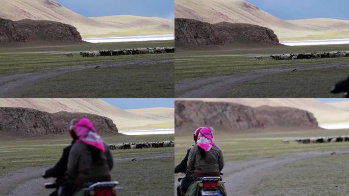 4k西藏牧羊人羊群