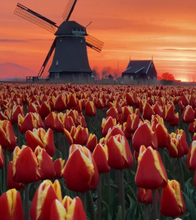 荷兰北部的春天，日出时五彩缤纷的郁金香田和风车
