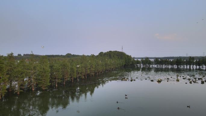 湿地公园鸟群