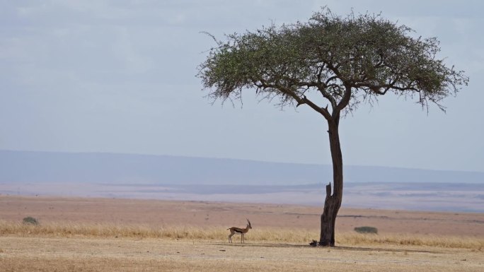 汤普森的羚羊站在马赛马拉的一棵树下