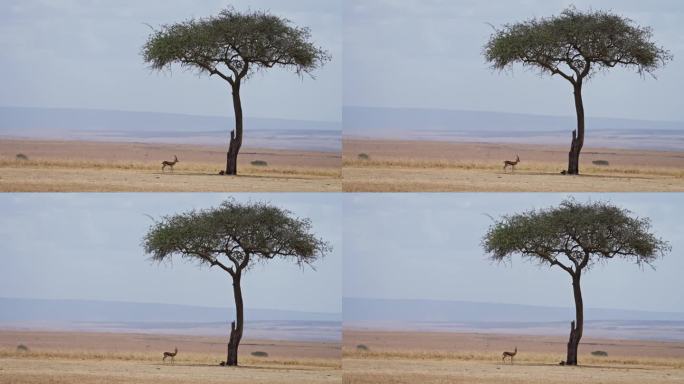 汤普森的羚羊站在马赛马拉的一棵树下