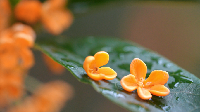 唯美桂花雨中桂花飘落