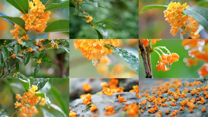 唯美桂花雨中桂花飘落