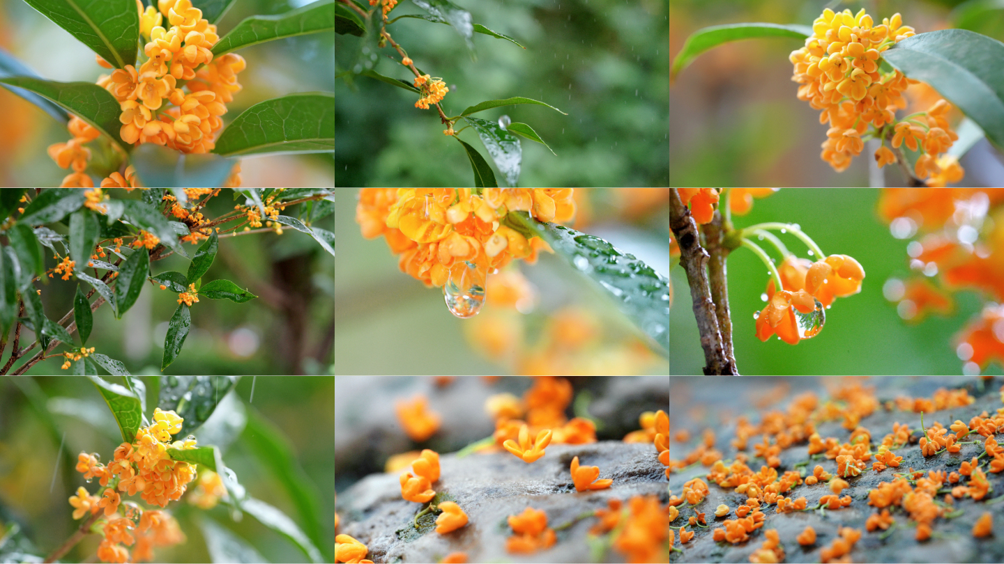 唯美桂花雨中桂花飘落