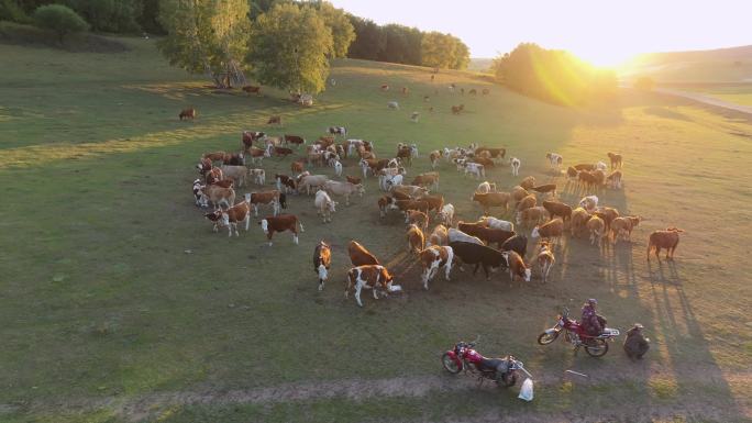 夕阳下牛群吃草