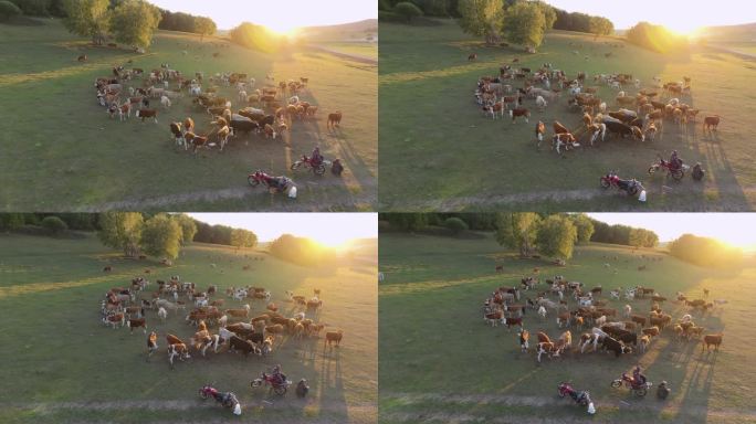 夕阳下牛群吃草
