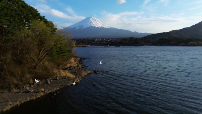 飞鸟在标志性的富士山前飞翔