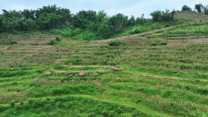 实拍成群野生亚洲象