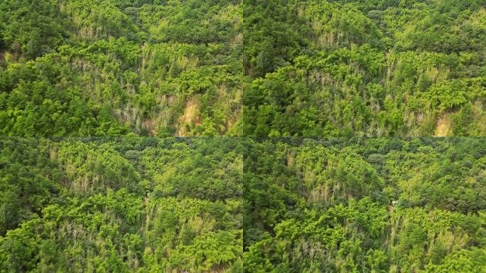 森林航拍 山体绿色植被