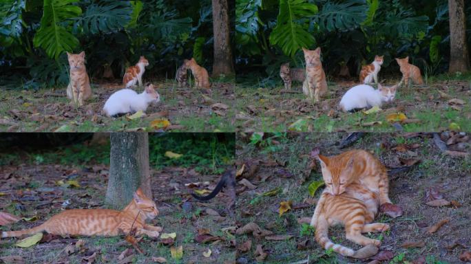 公园里的一群流浪猫