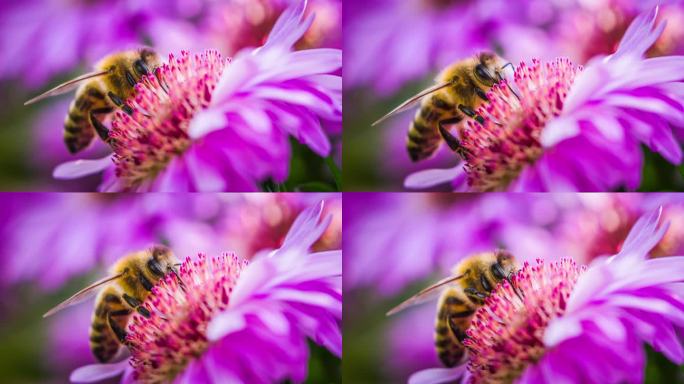 紫色紫菀花上的蜜蜂
