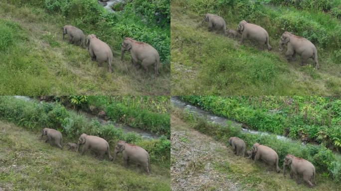 野生亚洲象实拍