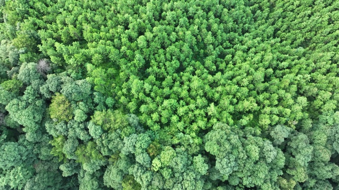 松树林俯拍树林航拍森林绿色植被山间林地