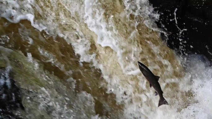 大西洋鲑鱼跃过瀑布试图到达苏格兰产卵地的特写慢动作镜头