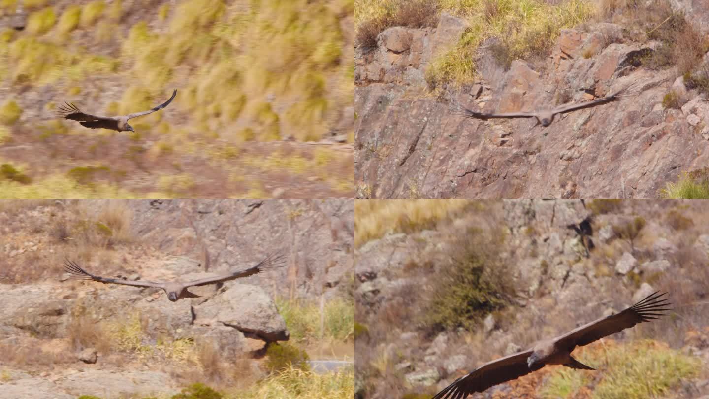 接近的年轻安第斯秃鹰飞向摄像机，它的尾巴作为方向舵移动方向