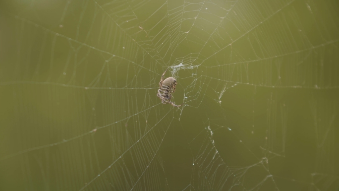 【4K】湖边蜘蛛 蜘蛛网