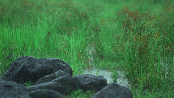 雨水湿地-慢镜头