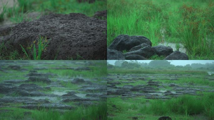 雨水湿地-慢镜头