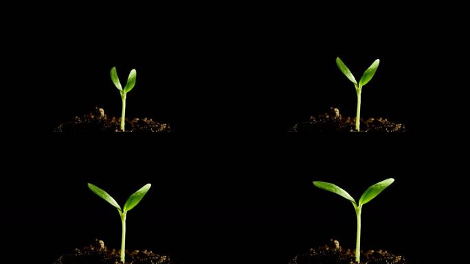 发芽透明通道视频