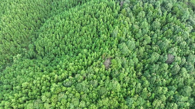 松树林俯拍树林航拍森林绿色植被山间林地