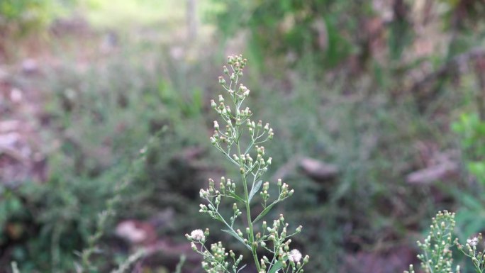 加拿大灯盏花空镜特写摇曳