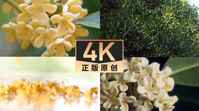 桂花花开唯美空镜秋季清晨慢镜头合集4k